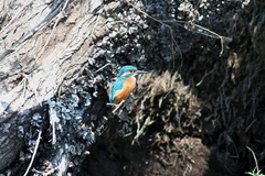 Killikus&reg; Fotographie